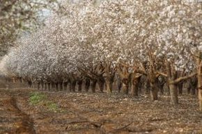 almond-trees-6280353