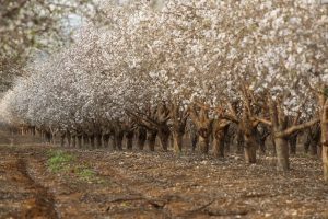 almond-trees-6280353