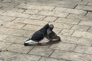 IMG_8283