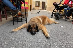 IMG_8288
