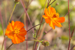 © Pascale – Le Symbioterre Jardin Conseil