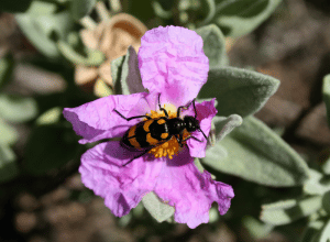 © Insectes et Nature