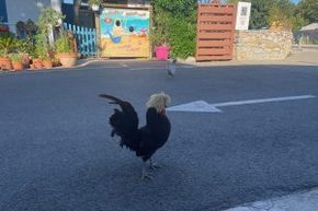 IMG_0433