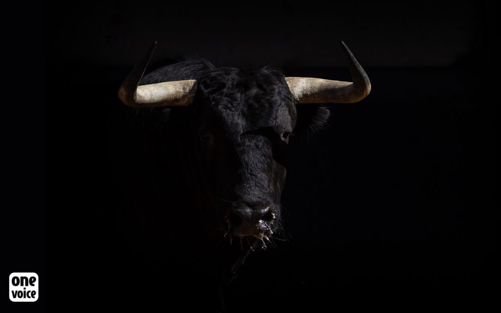 Taureau ©One Voice 1