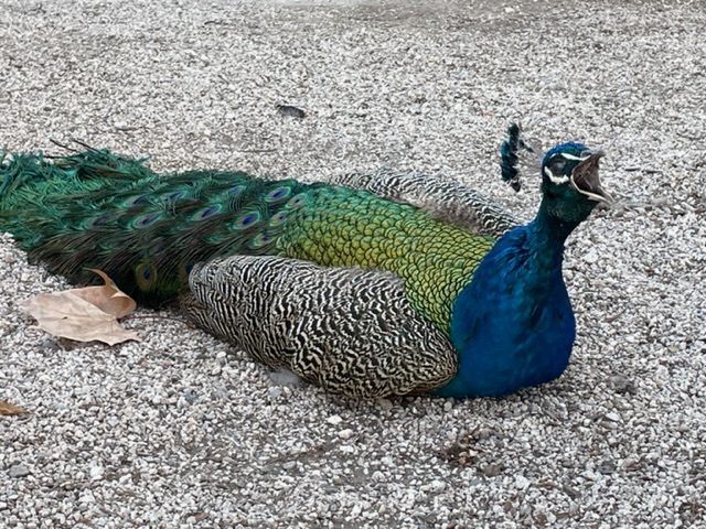 IMG_4682