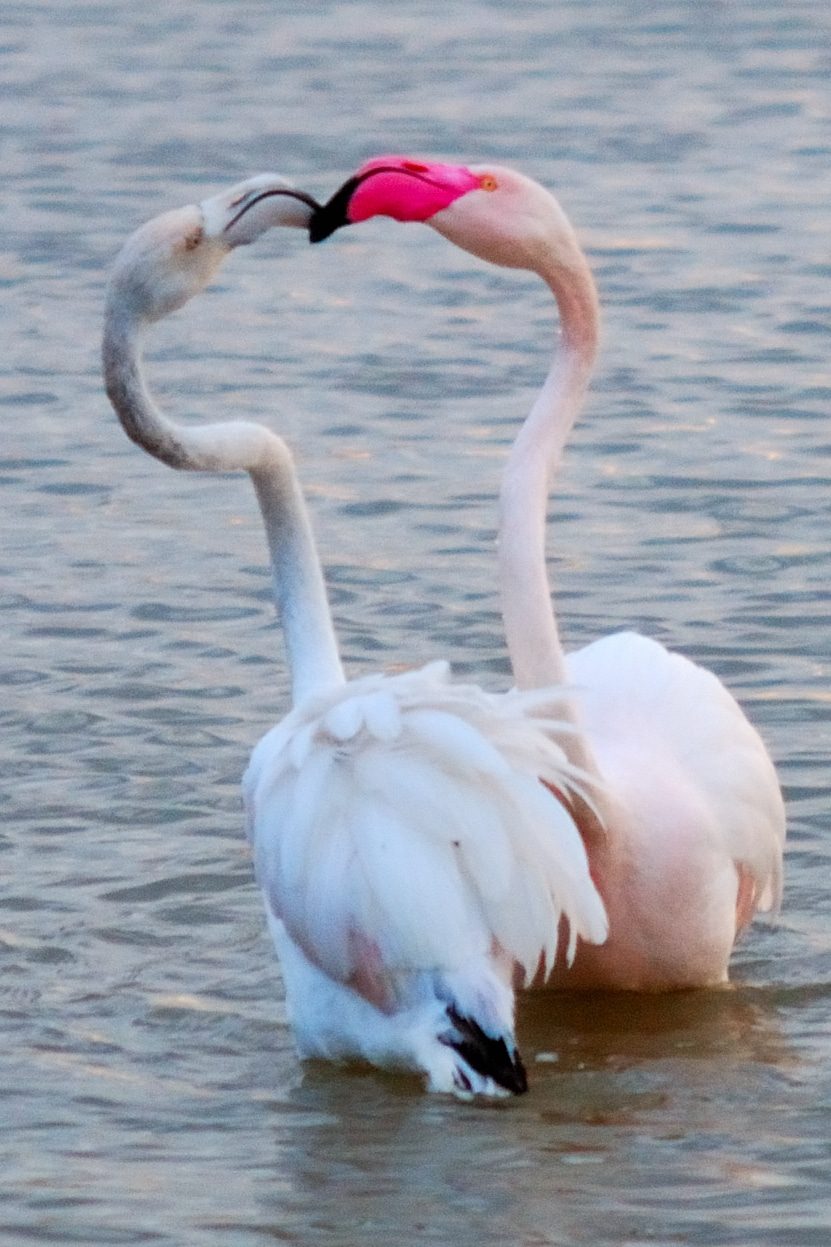 Cfe27190 flamant rose salses jl jalla lpo66