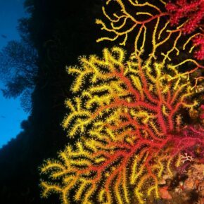 Gillery GORGONE POURPRE OU PARAMURICEA CLAVATA (14) (2)