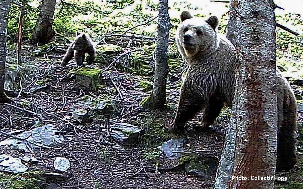 Ours ©Collectif Hope