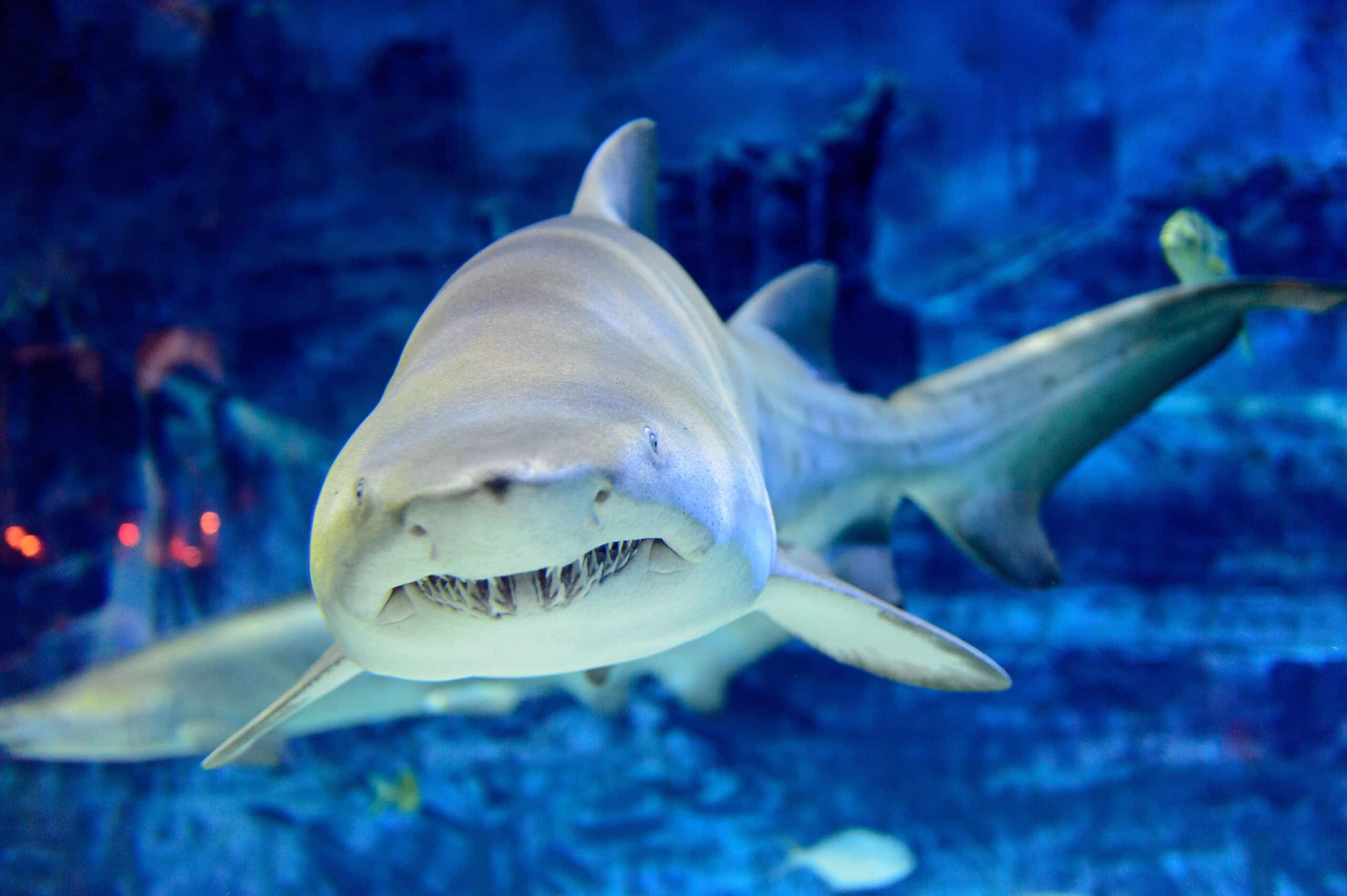 E4cd3778 requin taureau oniria scaled