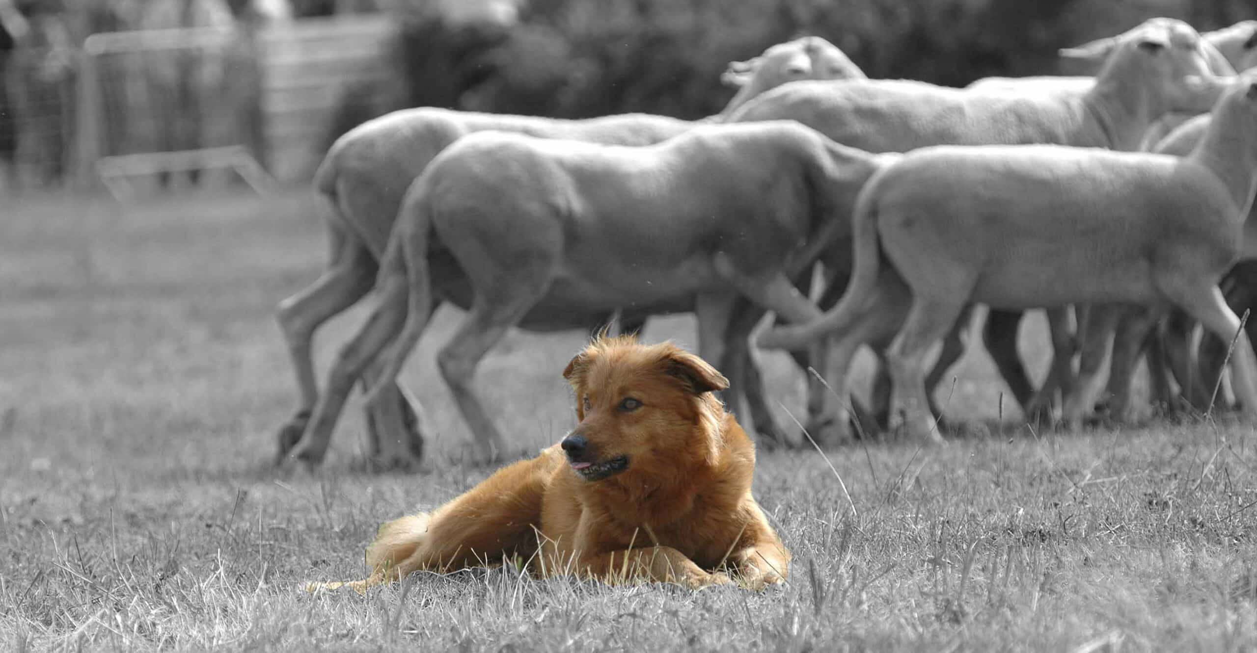 0fcfdcca traditions fetes concours chiens de bergers a osseja bien etre scaled