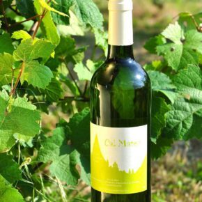 9e7a86ce traditions fetes clos mateu sainte leocadie %C2%A9fred berlic
