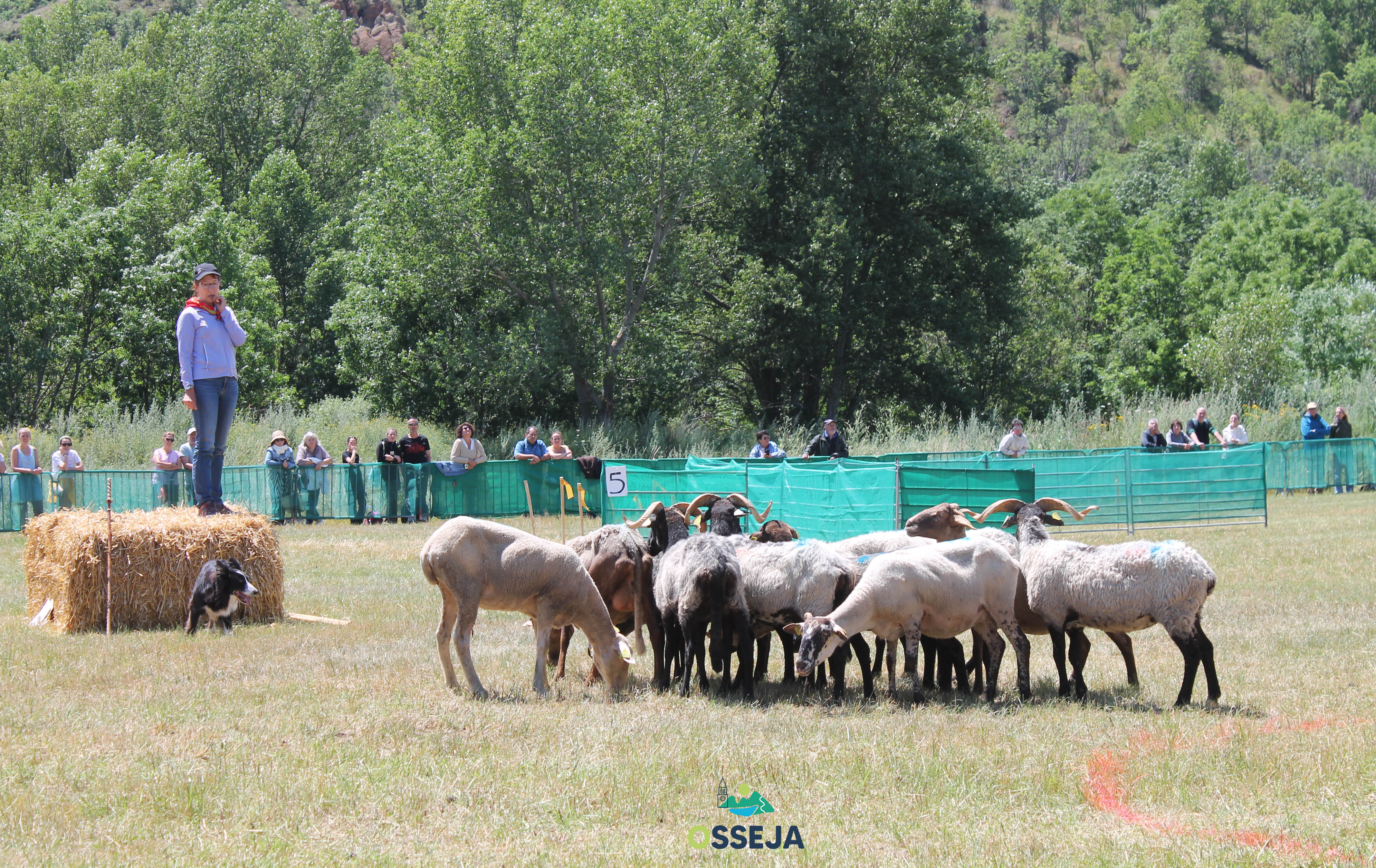 6704ce38 chiens de berger