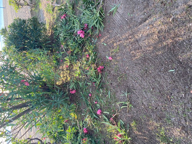 D5911645 img 0981