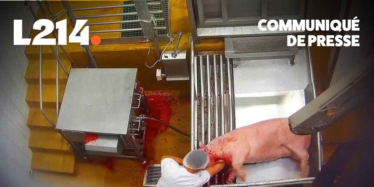 2026-08-27-abattoir-perpignan-c6601a2593acb9ebaeca10aa4ec219a2-ccv